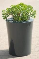 donica-KAMA-flowerpots-Garafia.JPG