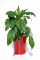 doniczka-KAMA-Garafia-S-red.jpg
