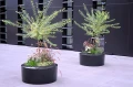 big flowerpots Olib KAMA.JPG
