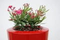 flowerpot-Parga-XXL-red-KAMA.jpg