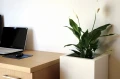 flowerpots-KAMA-pure.JPG